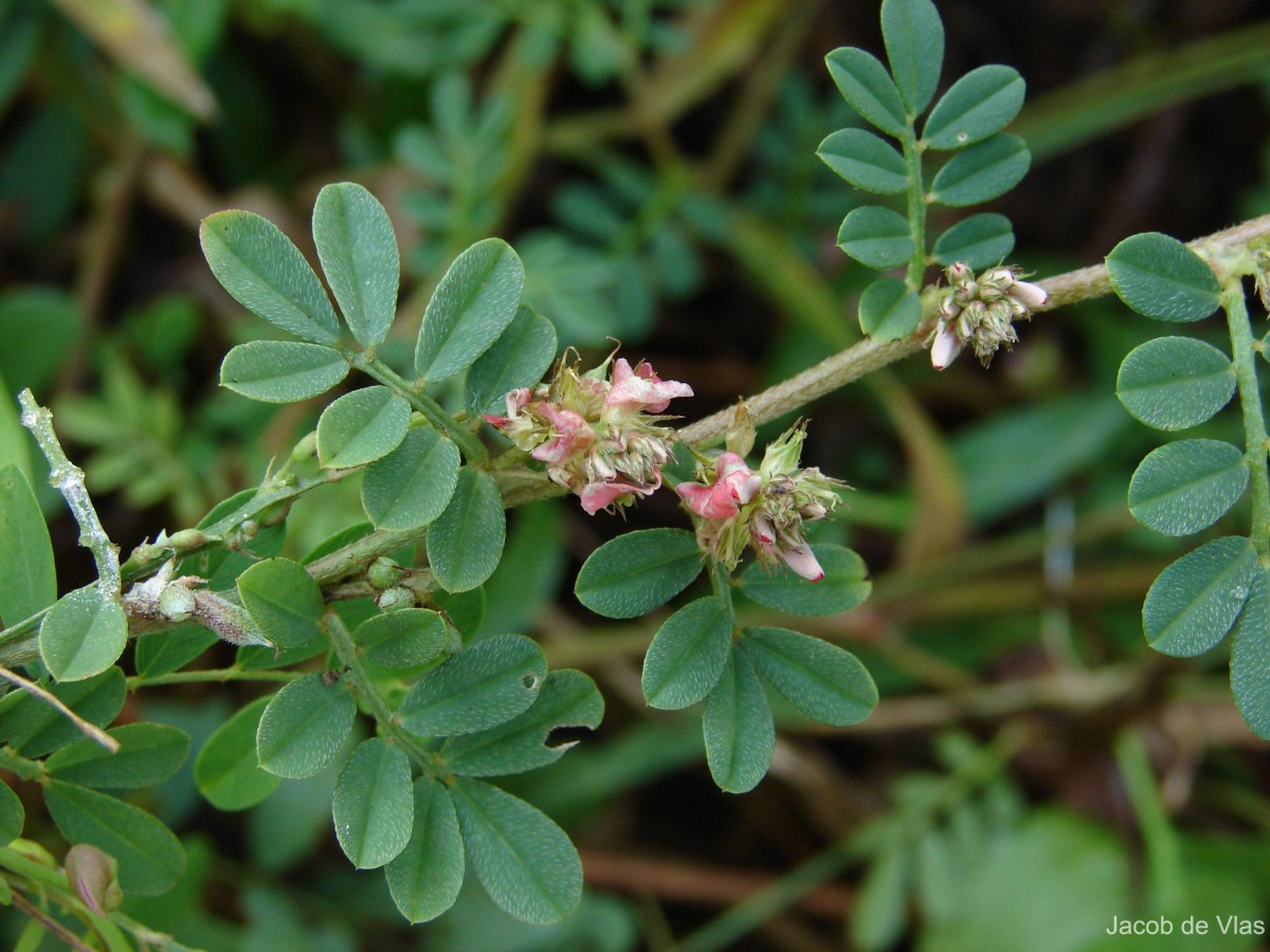 Indigofera linnaei Ali